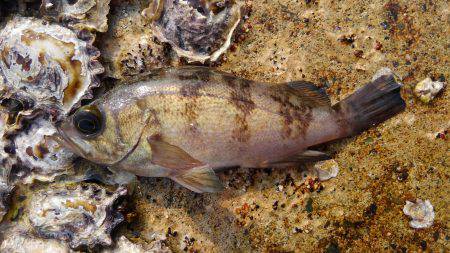 ミップル周辺で釣りをする。