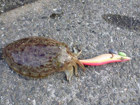 コウイカ　エギング♪