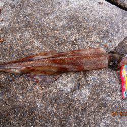 イカリングが食べたくて♪