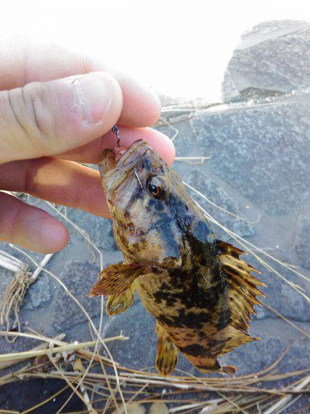 ワームで穴釣り