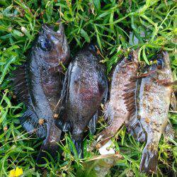 明けてからの短時間勝負。