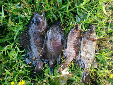 明けてからの短時間勝負。