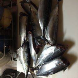 カゴ釣りでソーダガツオ入れ食い