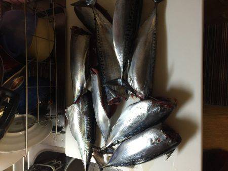 カゴ釣りでソーダガツオ入れ食い