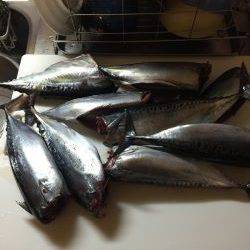 カゴ釣りでソーダガツオ入れ食い