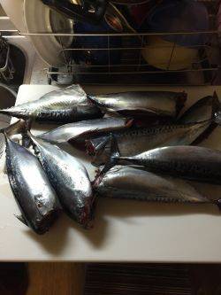 カゴ釣りでソーダガツオ入れ食い