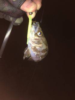 渋すぎメバリング！