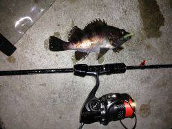 今年初の泉南メバリング！