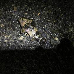 渋いと判っていながら