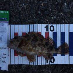 見える魚は活性低い?