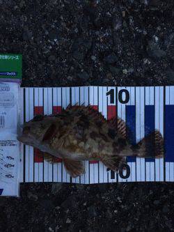 見える魚は活性低い?