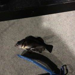 やっぱり寒いです