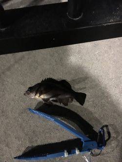 やっぱり寒いです