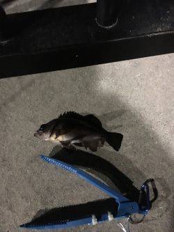 やっぱり寒いです