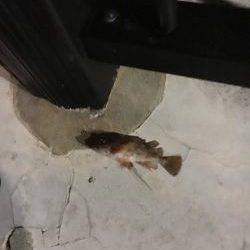 大丈夫です、ガシラはいますよ