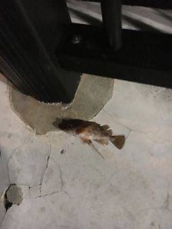 大丈夫です、ガシラはいますよ