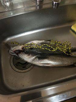 ルアーテストで