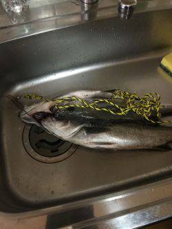 ルアーテストで