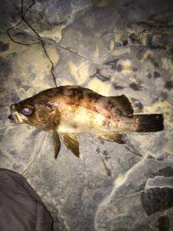 2日連続メバリング