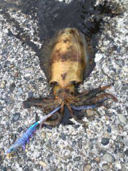 遠征なんとかボウズ逃れの劇渋