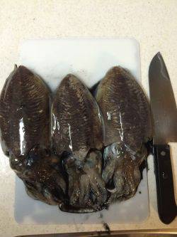 コウイカエギング