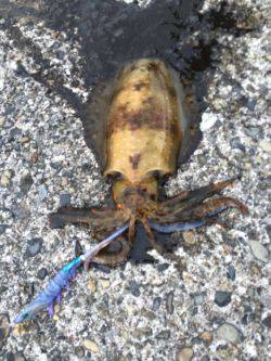 遠征なんとかボウズ逃れの劇渋