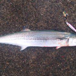 サゴッシーも終わりかなぁ。