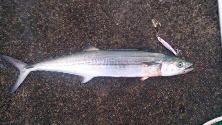 サゴッシーも終わりかなぁ。