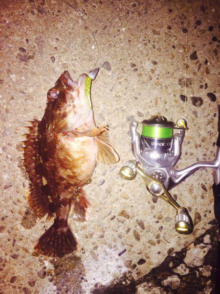 癒し系のあいつら