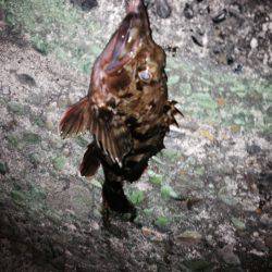 ロックフィッシュ