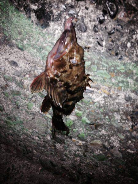 ロックフィッシュ