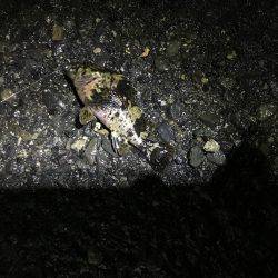 渋いと判っていながら