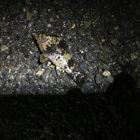 渋いと判っていながら