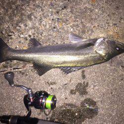 久しぶりのシーバス