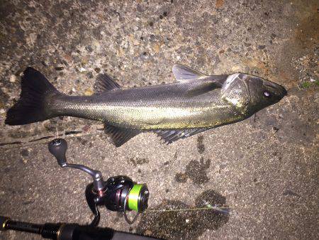 久しぶりのシーバス