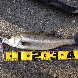 エビ撒きでハネ