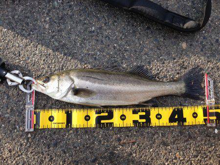 エビ撒きでハネ