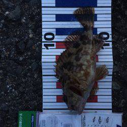 見える魚は活性低い?