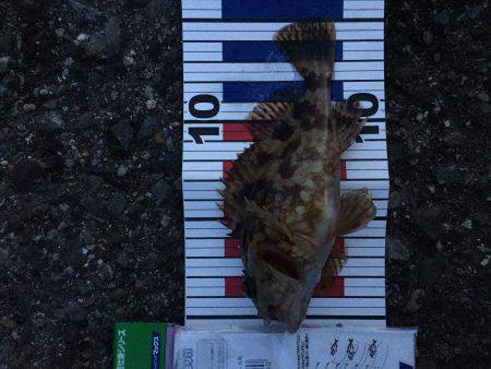 見える魚は活性低い?