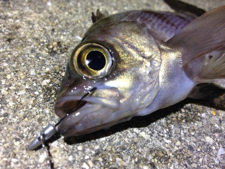 ノーワームメバリング