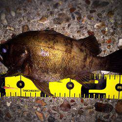 ご近所メバリング‼️