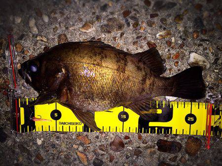 ご近所メバリング‼️