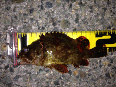 珍しいお客さん