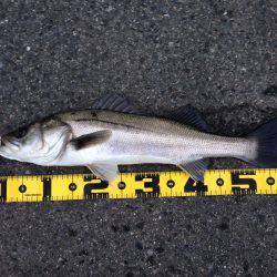 エビ撒きで、今年初の60cmオーバー！