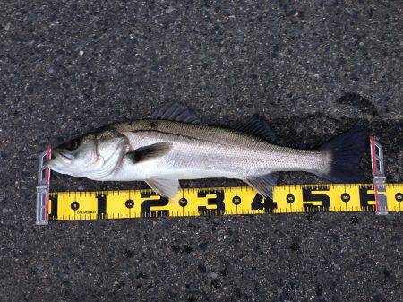 エビ撒きで、今年初の60cmオーバー！