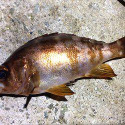 綺麗なメバルが釣れました。