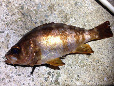 綺麗なメバルが釣れました。