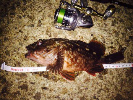 癒し系のあいつら・・・