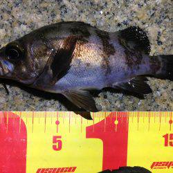 ニュースポット。