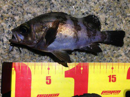 ニュースポット。